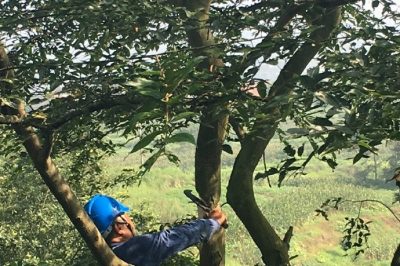 廣安供電公司鄰水縣公司員工在10kV壇子線子曬支線1號(hào)桿砍伐樹(shù)障