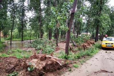 沛縣供電公司搶修受損線路，及時(shí)消缺安全隱患