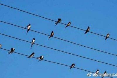 小鳥站在高壓電線上，不怕電？