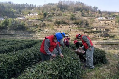 走進茶園  供電貼心服務(wù)有保障