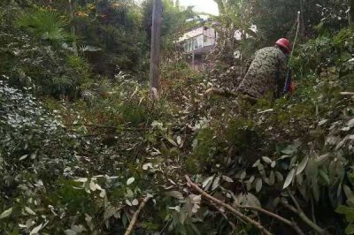 “剃須理發(fā)”，保持供電線路暢通