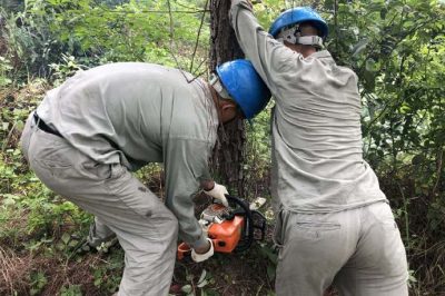 林木尖尖角，為何要砍掉？