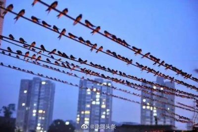 小鳥站在高壓線上為什么不會(huì)觸電？