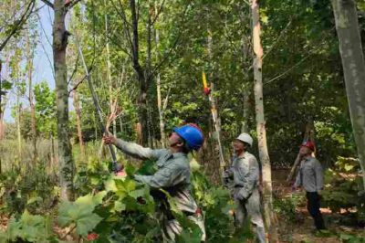 國網(wǎng)武漢市江夏區(qū)供電公司安山供電所員工完成毛嶺村高嶺陳臺區(qū)樹障清理工作