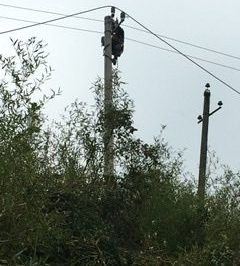 在10千伏大蕉線#114桿至#129桿更換金具