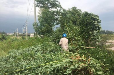 對10千伏白土線機巡及10千伏北朗線進行清障