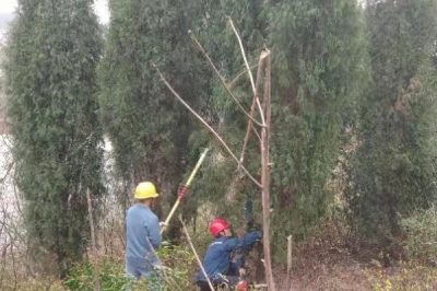 對10千伏雙樟線#0023-#0025桿段進(jìn)行砍青掃障等通道治理工作