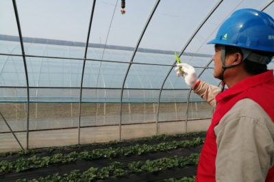 草莓花開正艷，“紅馬甲”為草莓上市“保駕護(hù)航”