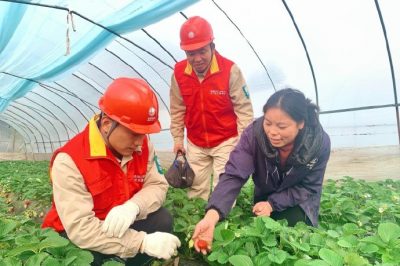 對草莓大棚用電線路、排灌設(shè)備進(jìn)行檢查維護(hù)